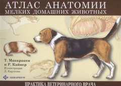 Атлас анатомии мелких домашних животных (1075427)