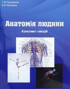 Анатомія людини. Конспект лекцій